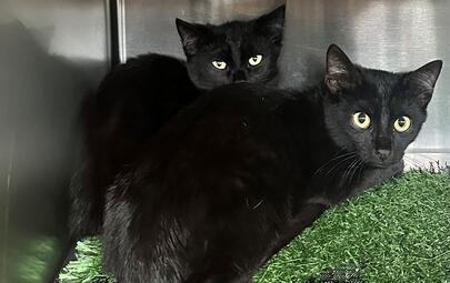Found Black Kittens