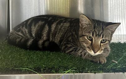 Found Tabby Cat