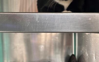 Found Black & White Kittens