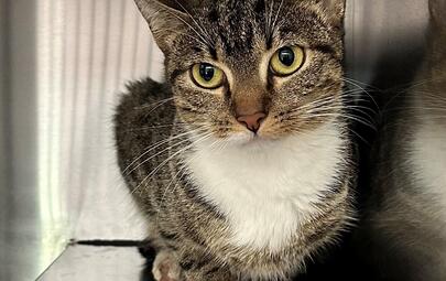 Found Tabby & White Cat