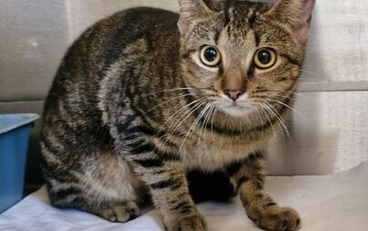 Found Tabby Cat