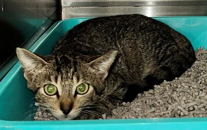 Found Tabby Cat