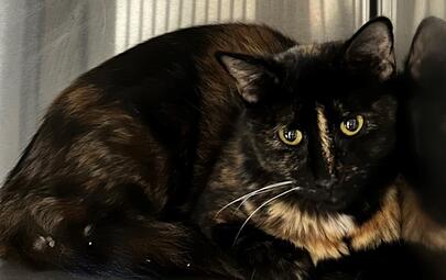 Found Tortoiseshell Cat