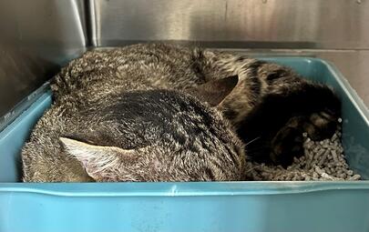Found Tabby Cat