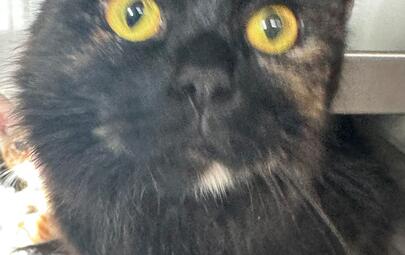 Found Tortoiseshell Cat