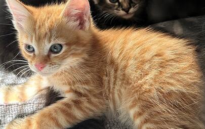 Found Kittens