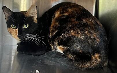 Found Tortoiseshell Cat