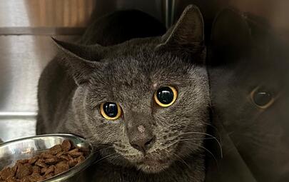 Found Grey Cat