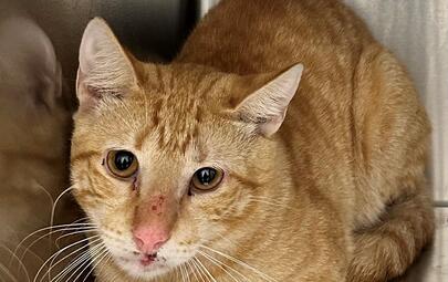 Found Ginger Cat