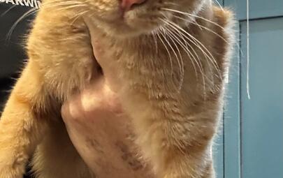 Found Ginger Cat