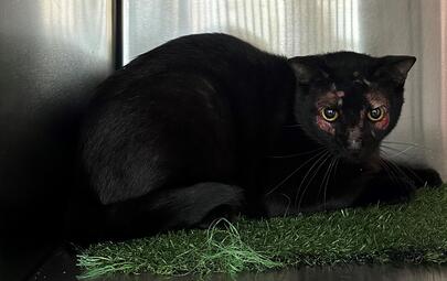 Found Black Cat