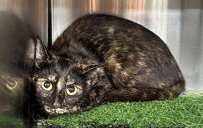Found Tortoiseshell Cat