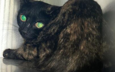 Found Tortoiseshell Cat