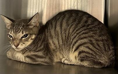 Found Tabby Cat