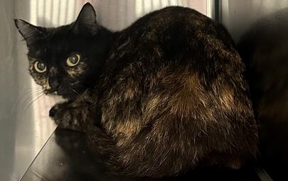 Found Tortoiseshell Cat