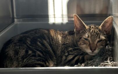 Found Tabby Kitten