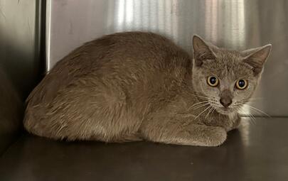 Found Grey Kitten