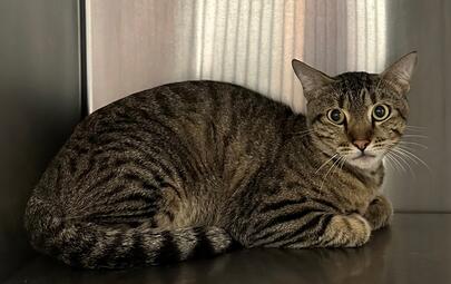 Found Tabby Cat