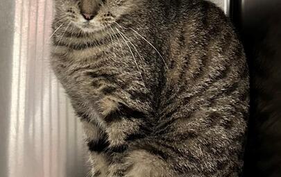 Found Tabby Cat