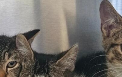 Found Tabby White Kitten 