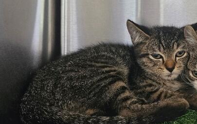 Found Tabby Kitten 