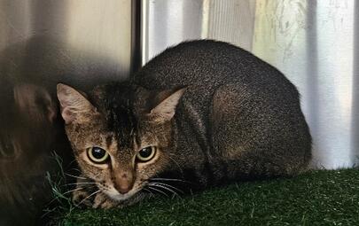 Found Tabby Cat 
