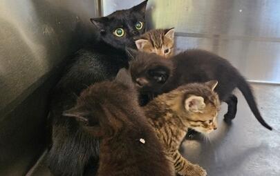 Found Black Cat, 2 x Black Kittens & 2 x Tabby Kittens