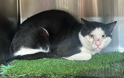 Found Black & White Cat