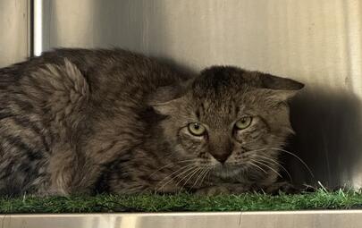 Found Cat