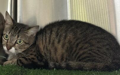 Found Cat