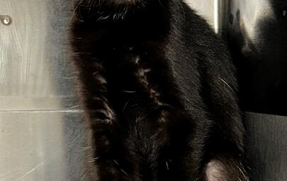 Found Black Kitten