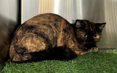 Found Tortoiseshell Cat