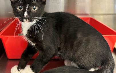 Found Black & White Kitten