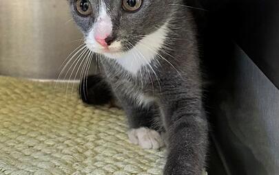 Found Grey & White Kitten