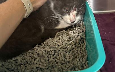 Found Cat