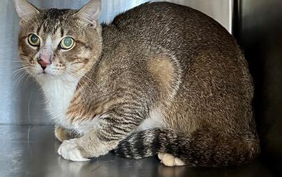 Found Tabby & White Cat