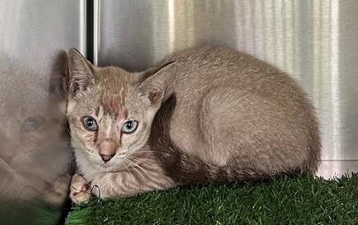 Found Lilac Tabby Kitten