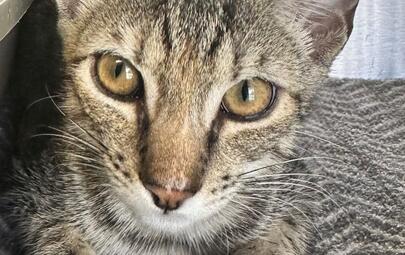 Found Tabby & White Kitten