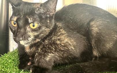 Found Tortoiseshell Kitten