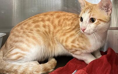 Found Ginger & White Cat