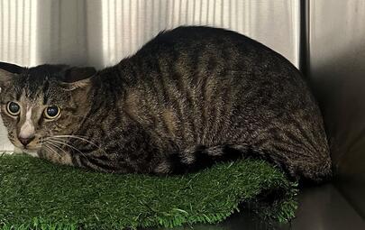 Found Tabby & White Cat