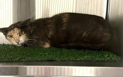 Found torti cat
