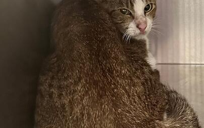 Found Tabby & White Cat