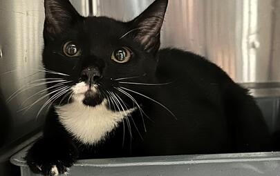 Found Black & White Cat