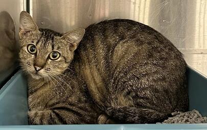 Tabby Cat