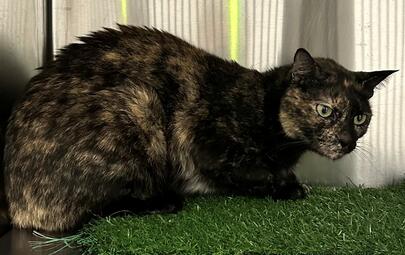 Tortoiseshell Cat