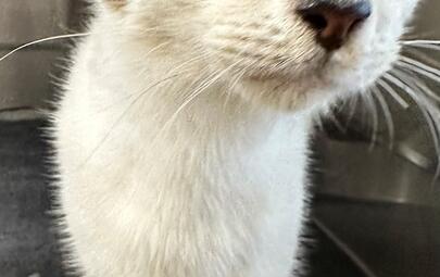 Found Tabby & White Kitten