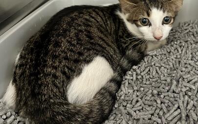 Found Tabby & White Kitten