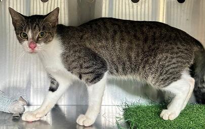 Found Tabby & White Cat