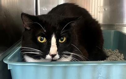 Found Black & White Cat